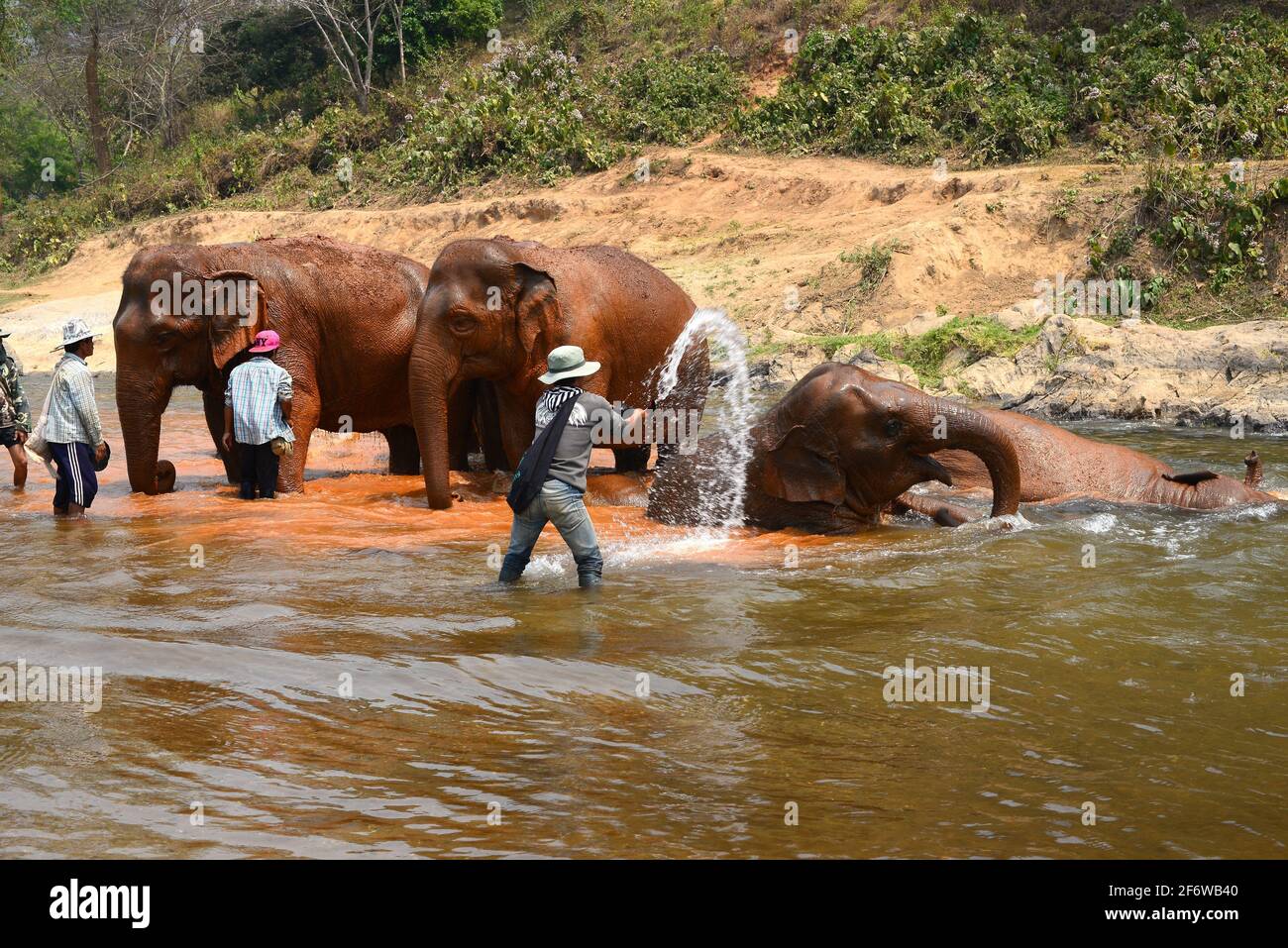 Asiatischer oder asiatischer Elefant (Elephas maximus), der in einem Fluss badet. Chiang Mai, Thailand. Stockfoto