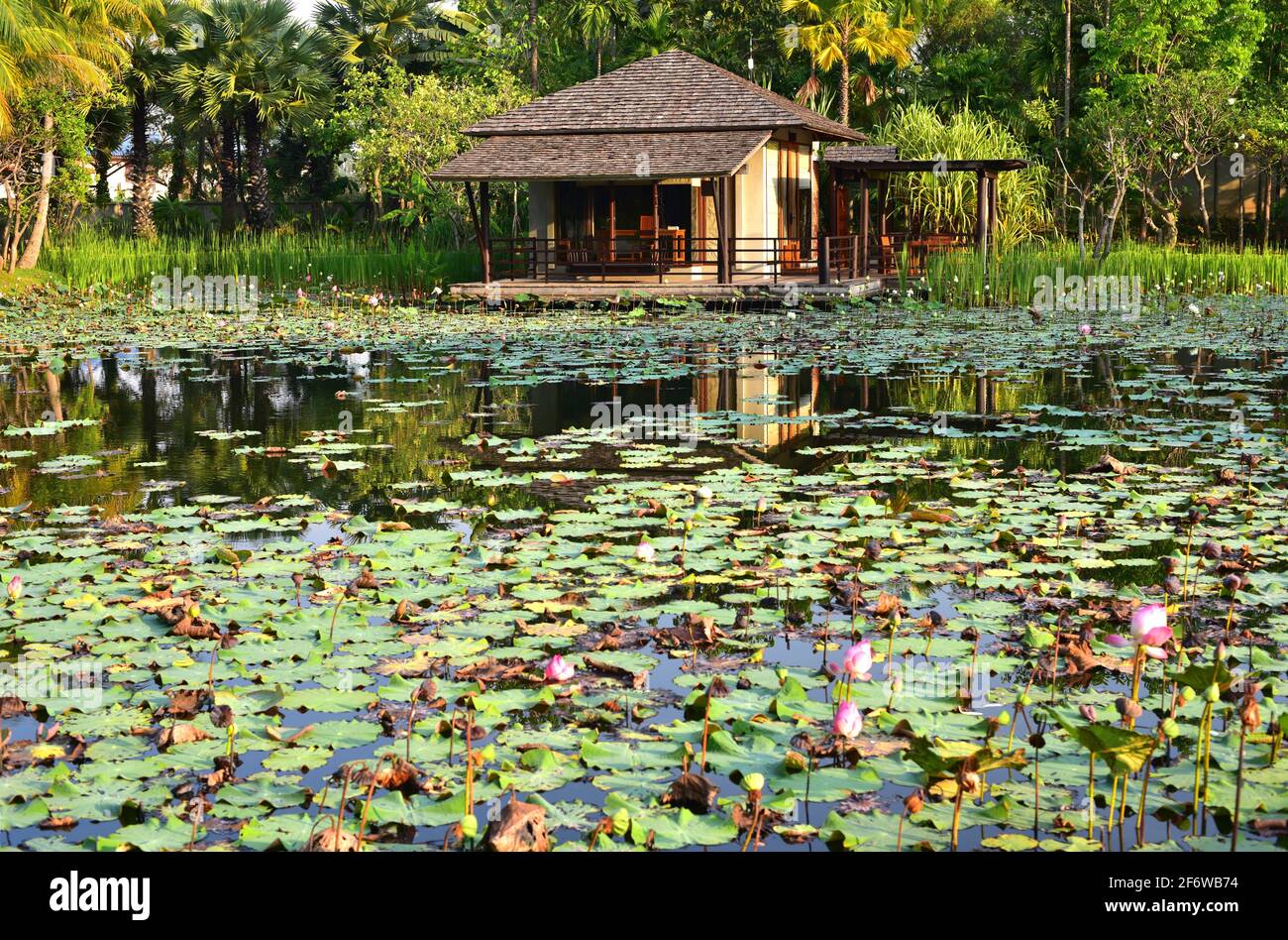Phitsanulok, Lagune mit Lotus und Pfahlgewitter. Thailand. Stockfoto