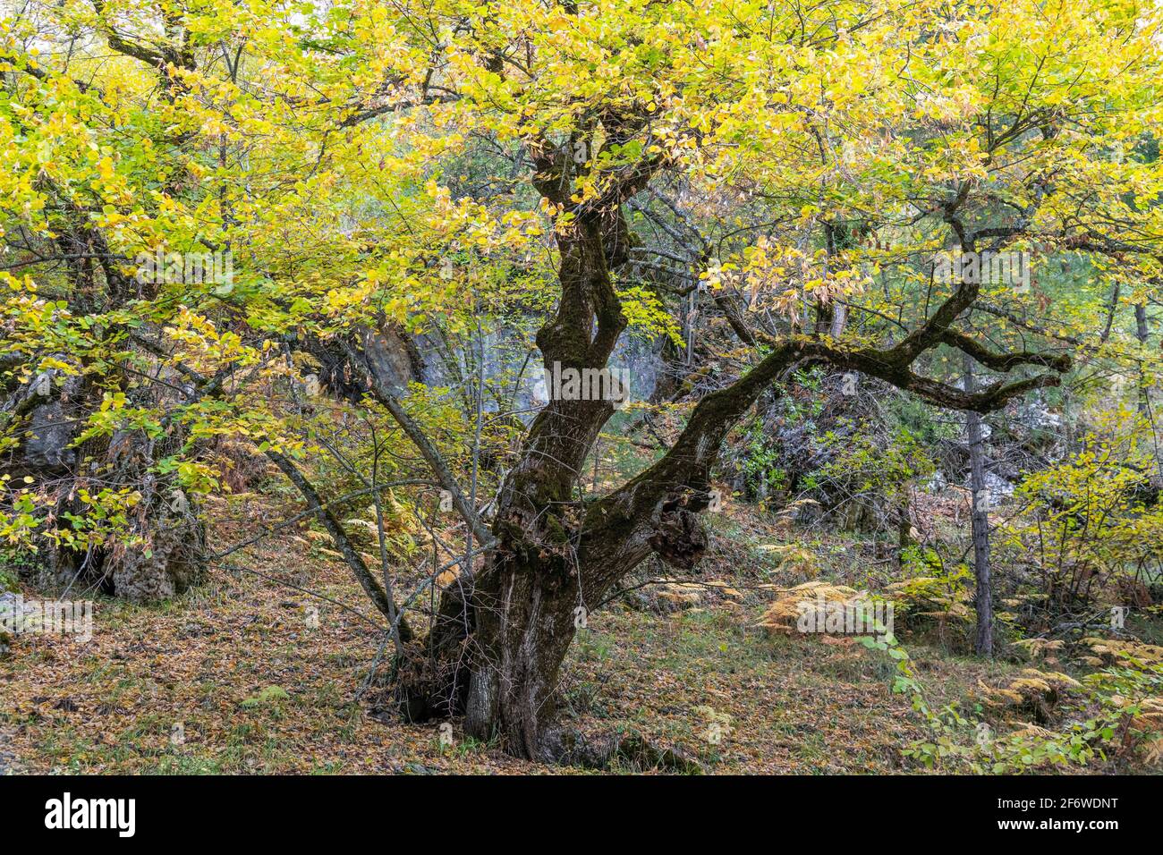Fallen. Linden (Tilia platyphyllos). Naturdenkmal Hoz de Beteta. Serranía de Cuenca. Waschbecken. Stockfoto