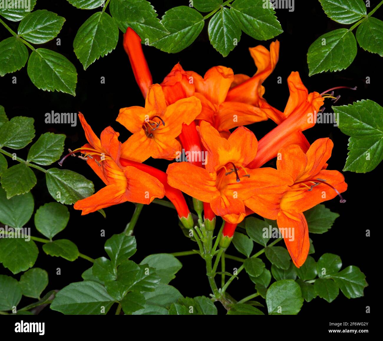 Atemberaubendes Bild von einer Gruppe leuchtender orange/roter Blüten und smaragdgrünen Blättern von Tecoma capensis, Kaphonig, Gartenstrauch, auf schwarzem Hintergrund Stockfoto