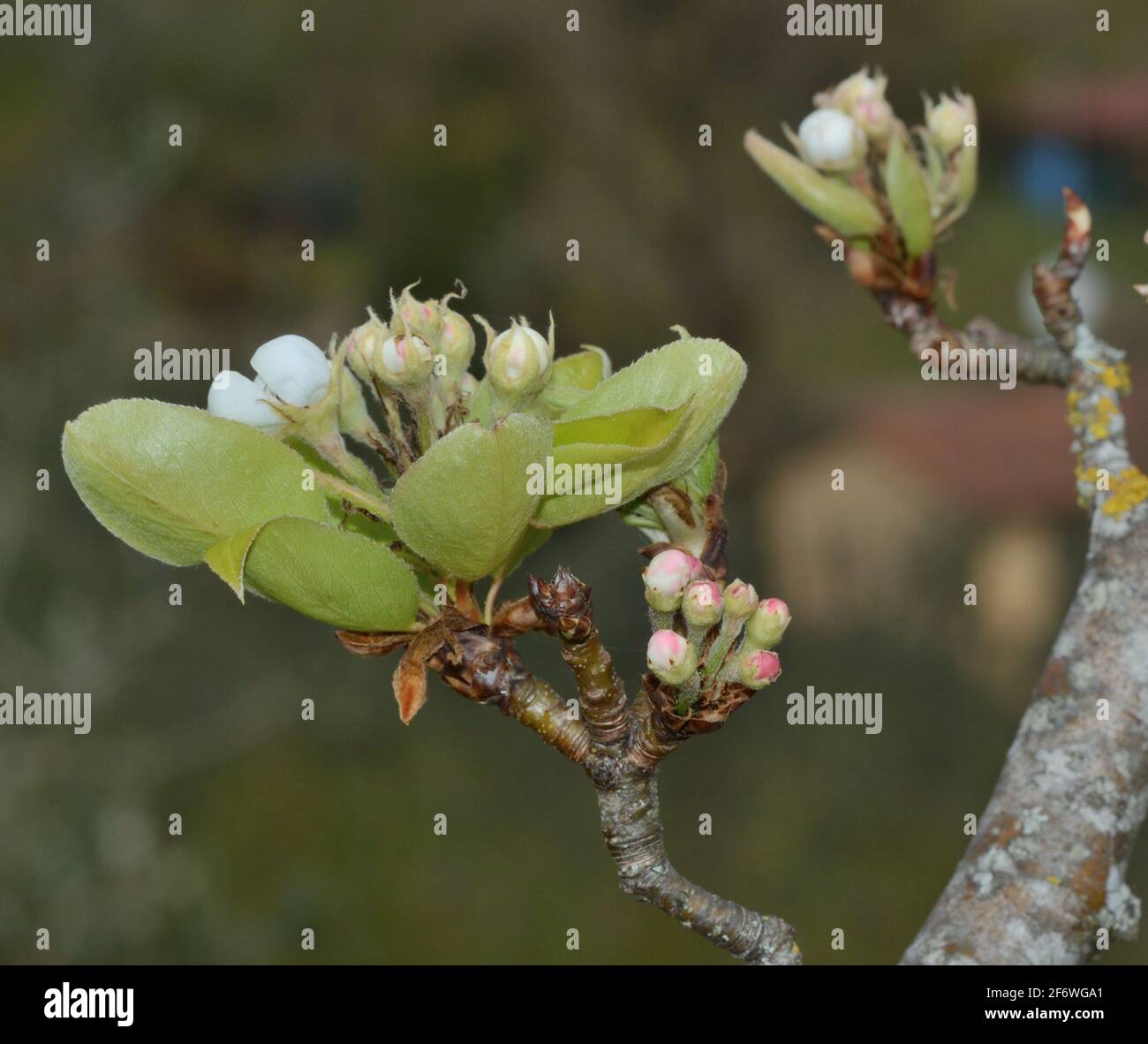 Birnenblüte auf Zweig Stockfoto