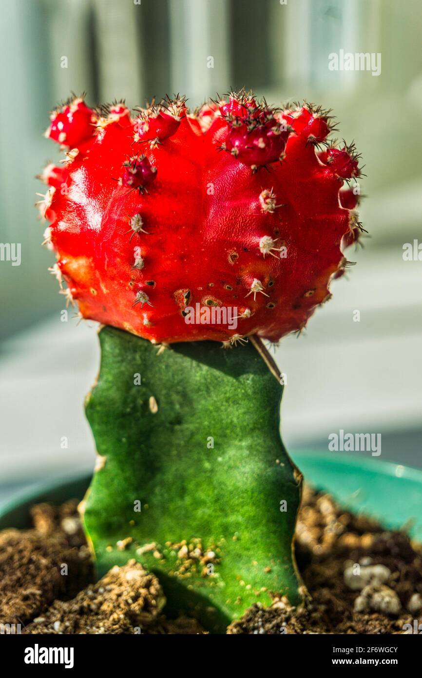 Vertikale Aufnahme eines roten Grafts in einem Topf Als Wohnanlage Stockfoto