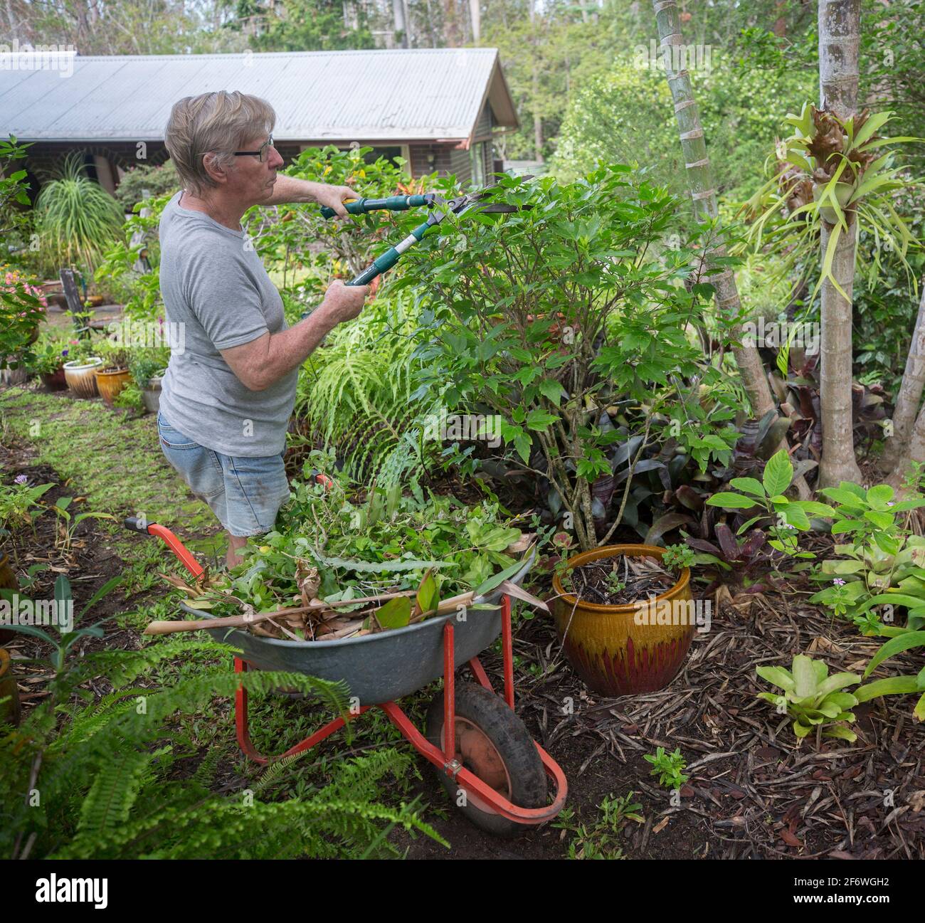 Ein Mann, ein Gärtner, der in einem australischen Garten Sträucher mit Pflanzenmaterial in der nahegelegenen Schubkarre mit Scheren beschnitten hat Stockfoto