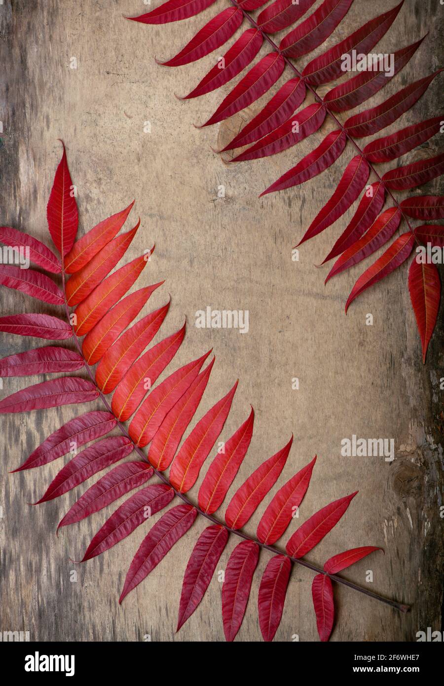 Gelbe nasse Herbstblätter auf dem alten Holzhintergrund Stockfoto