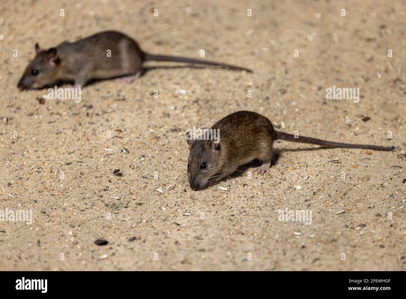 Schwarze Ratten, die sich in der Vogelvoliere von Vogelsamen ernähren Stockfoto