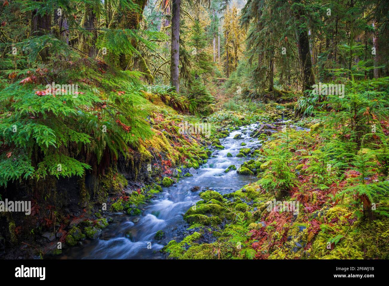 Der Quinault River ist ein 69 Meilen (111 km) langer Fluss auf der Olympic Peninsula im US-Bundesstaat Washington. Stockfoto