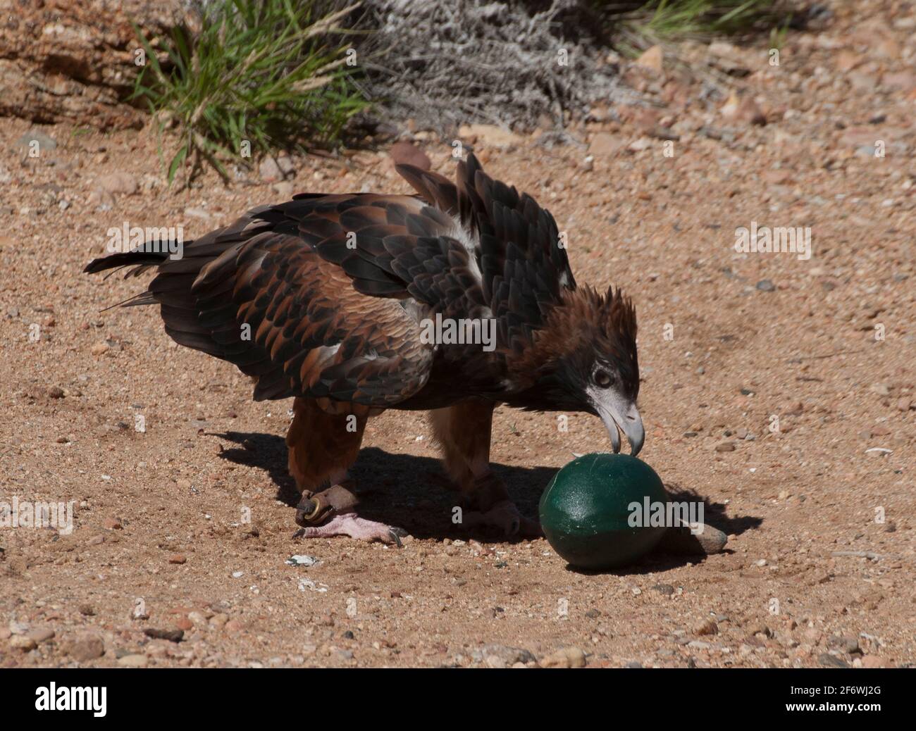 Der Schwarzbrustbussard Hamirostra melanosternon greift im Alice Springs Desert Park, Northern Territory, Australien, ein faux emu-Ei an Stockfoto