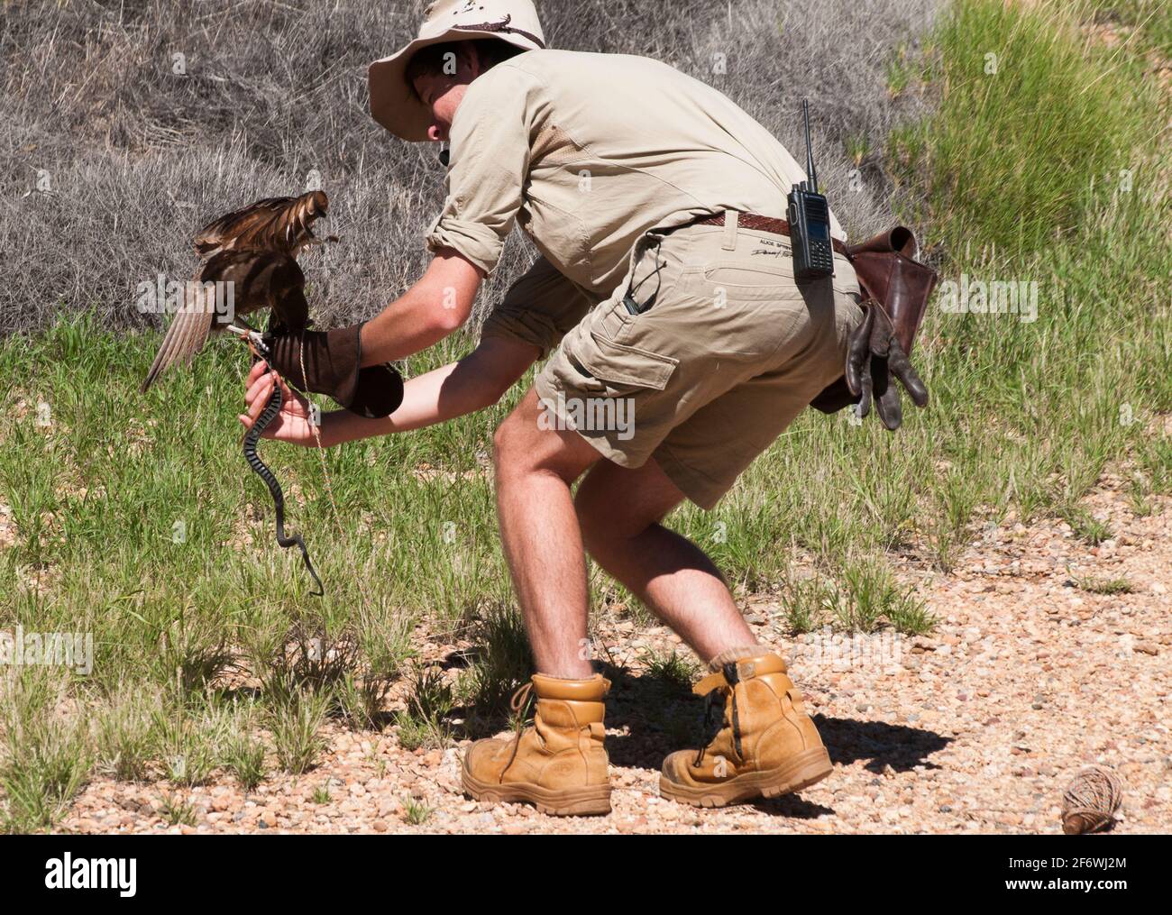 Ein brauner Falke, Falco berigora, wird gezähmt, eine kleine „Nake“ im Alice Springs Desert Park, Northern Territory, Australien, zu ergreifen Stockfoto