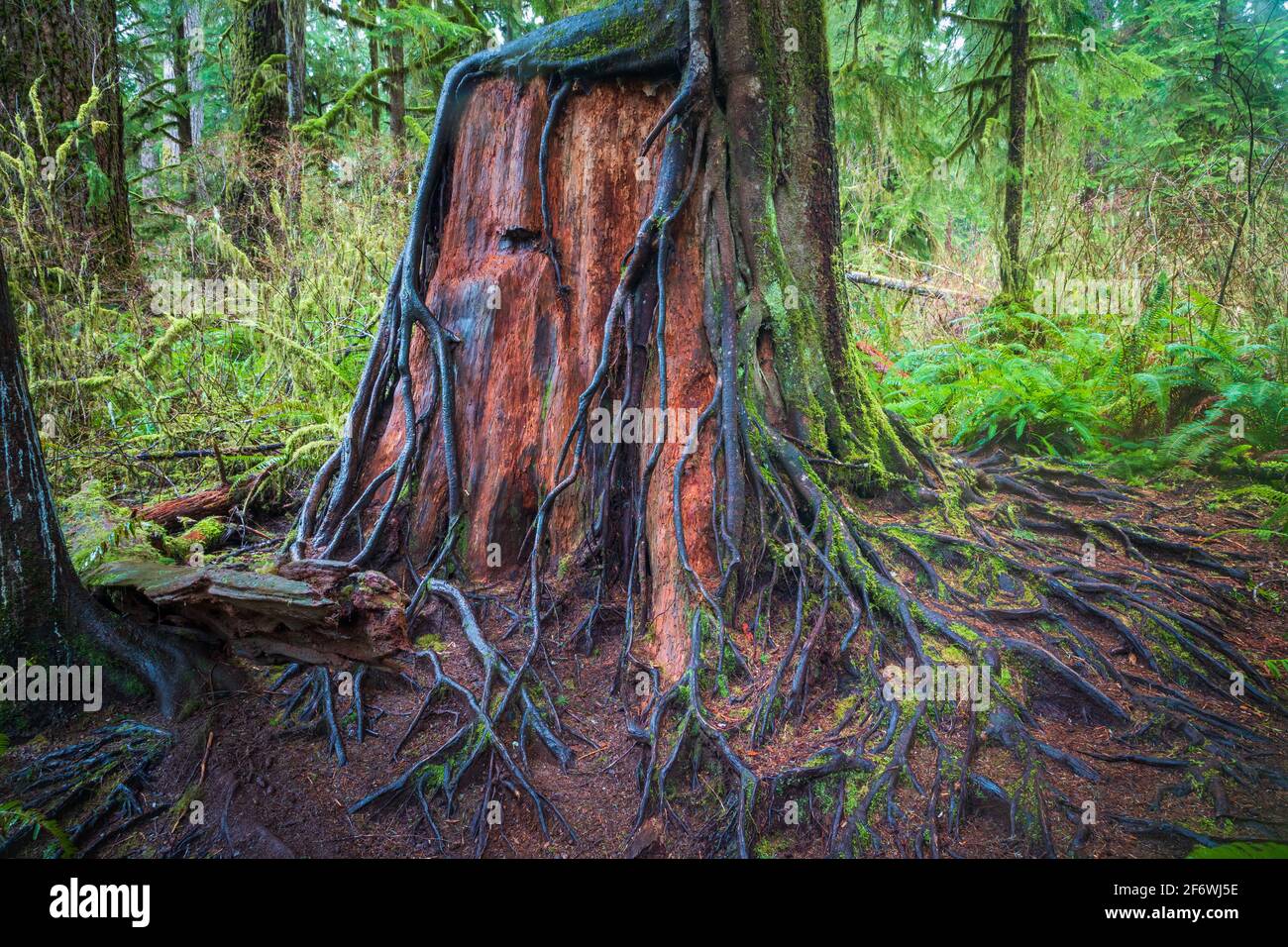 Der Quinault-Regenwald ist ein gemäßigter Regenwald, Teil des Olympic National Park und des Olympic National Forest im US-Bundesstaat Washington. Stockfoto