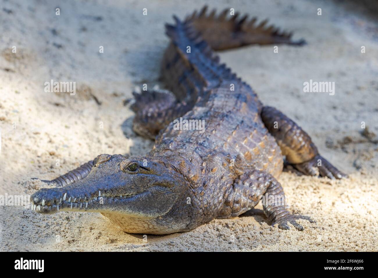 Australisches Süßwasser-Krokodil, das sich am Sandstrand sonnt Stockfoto