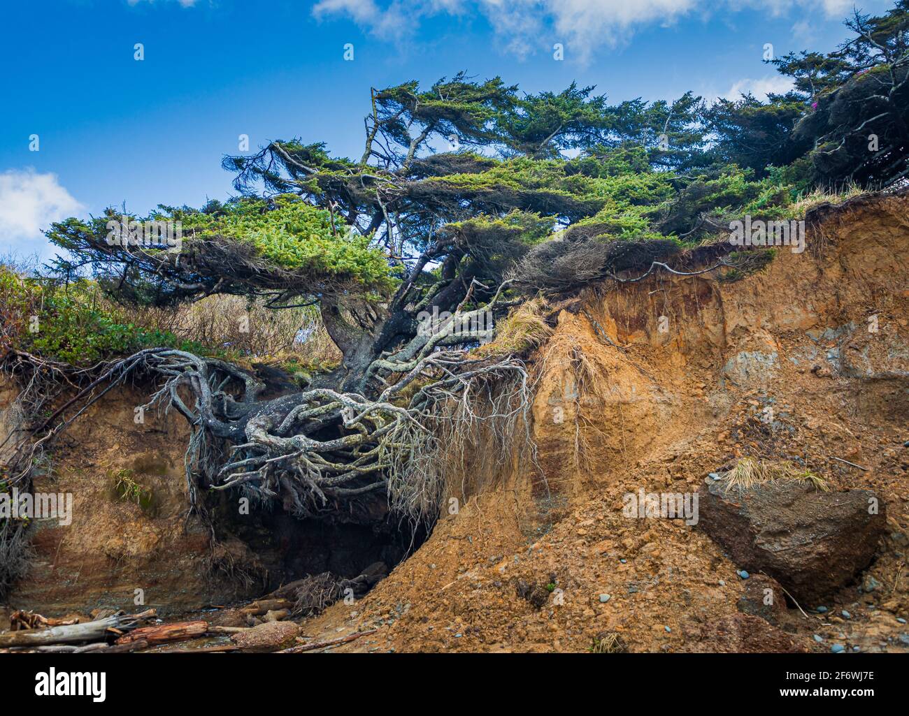 Baum des Lebens (auch bekannt als Baumwurzelhöhle) Manche Menschen nennen ihn den Baum des Lebens. Mit seinen erstaunlich sichtbaren Wurzeln scheint despi den Baum mit Leben zu versorgen Stockfoto