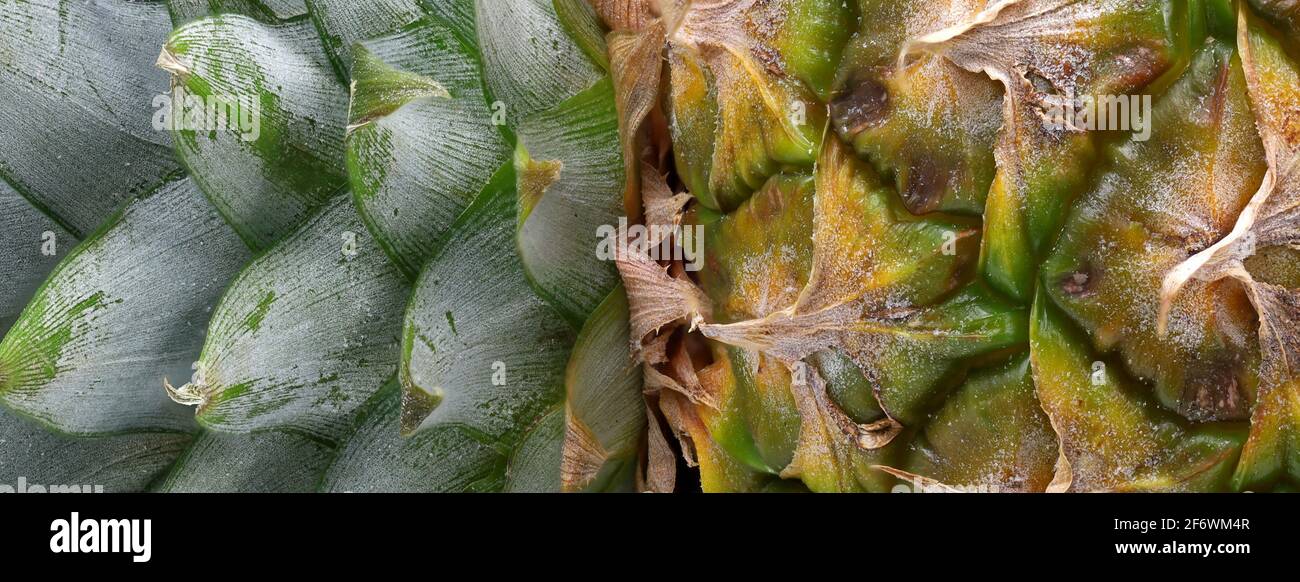 Nahaufnahme von Ananasblättern und Früchten, Hintergrund mit frischen tropischen Zirbeldrüsendetails Stockfoto