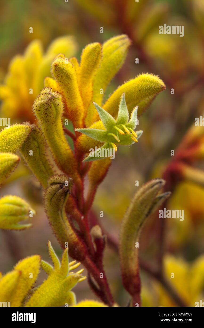 Sydney Australia, gelber Kängurupfote-Stamm mit offenen Blüten Stockfoto