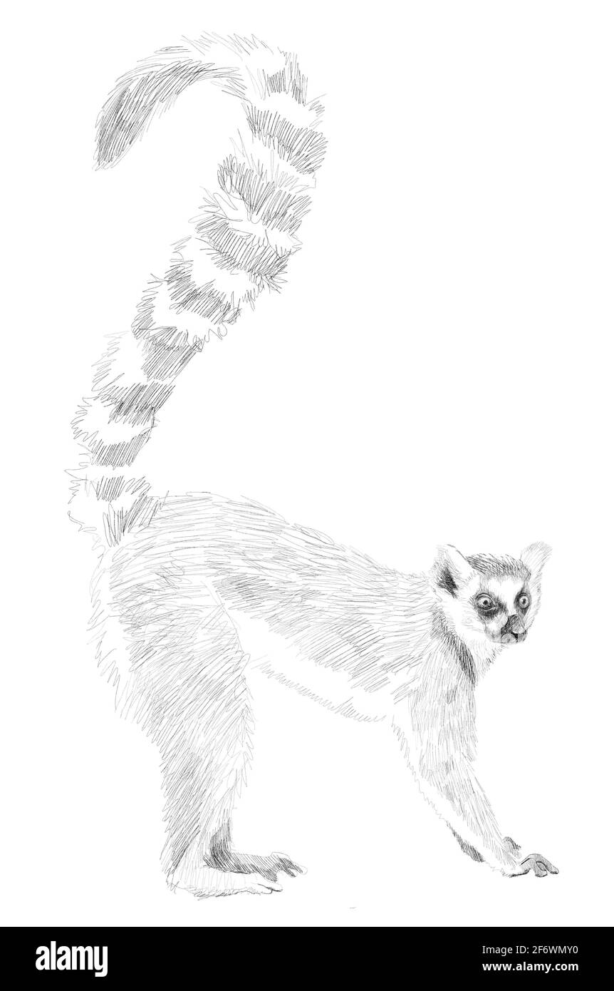 Bleistiftskizze für Lemur Monochrome lineare Zeichnung auf weißem Hintergrund Stockfoto