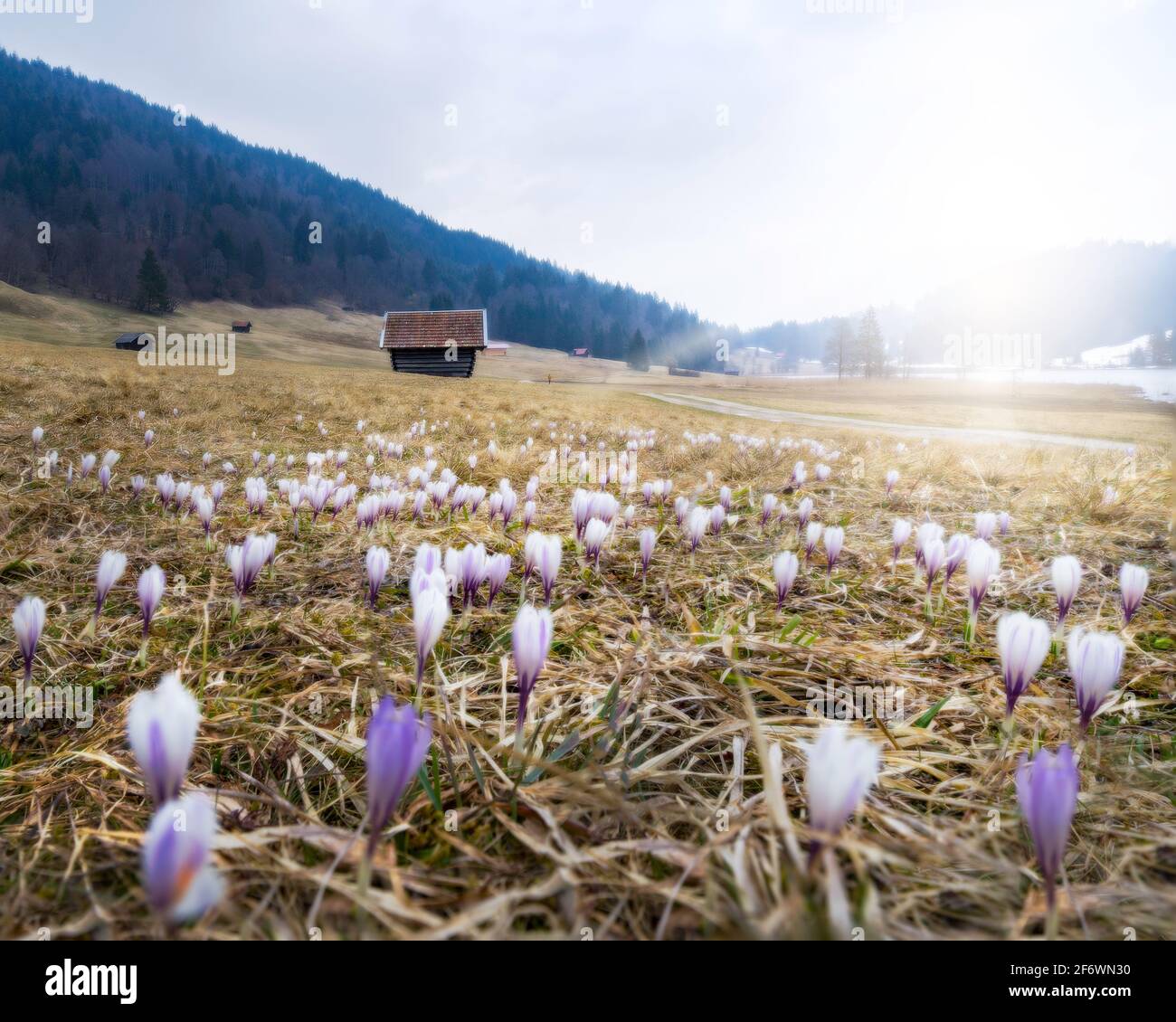 Krokusse blühen auf einer alpinen Wiese in Bayern Stockfoto