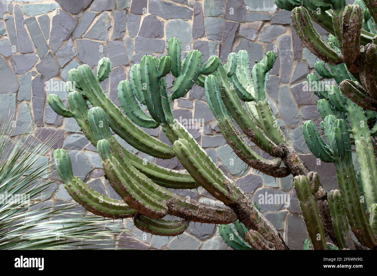 Myrtillocactus geometrizans (heidelbeere Kaktus, Whortleberry Kaktus),  close-up Stockfotografie - Alamy