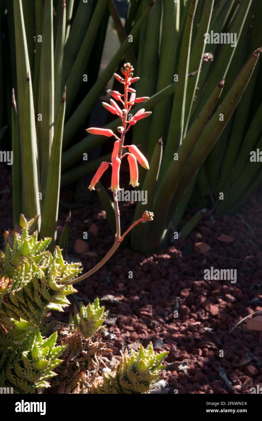 Syndey Australien, Aloe juvenna oder Tigergohn Aloe mit Blte im  Steingarten Stockfotografie - Alamy