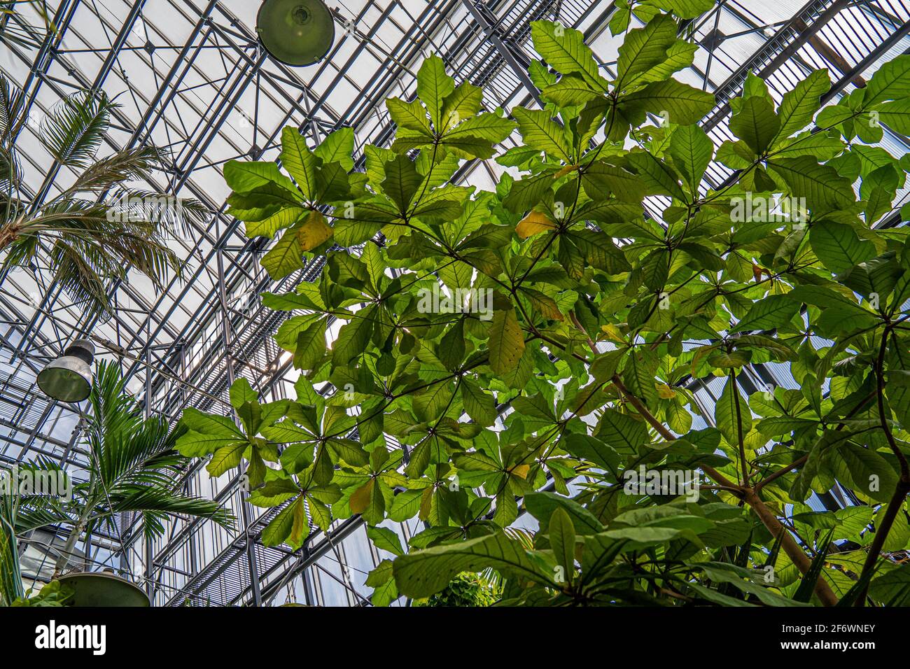 Gewächshaus-Innenraum, Metallrahmen Glasdecke und tropische Pflanzen Stockfoto