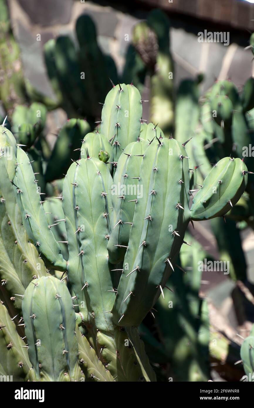 Sydney Australien, Stämme eines Myrtillocactus geometrizans Kaktus aus mexiko Stockfoto