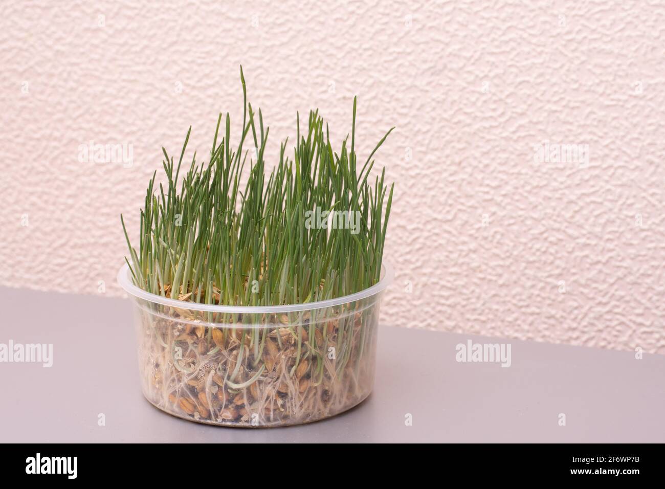 Das Gras für die Katze wächst in einem Plastikbecher in der Küche. Stockfoto