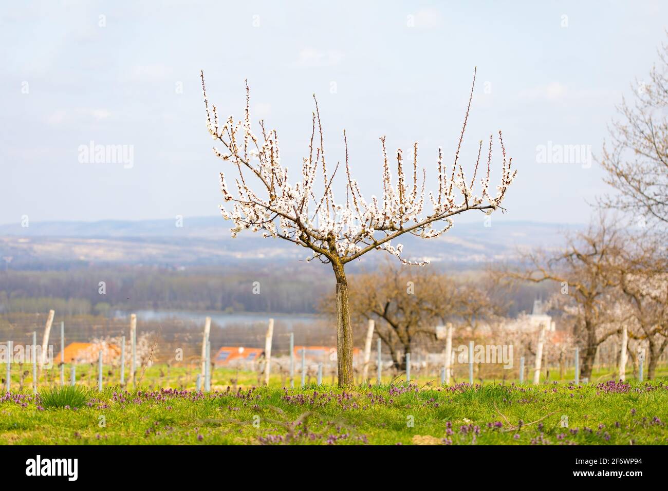 Aprikosenbaum mit Blüten im natürlichen Garten im frühen Frühjahr. Schöne Natur im März und April Zeit. Stockfoto