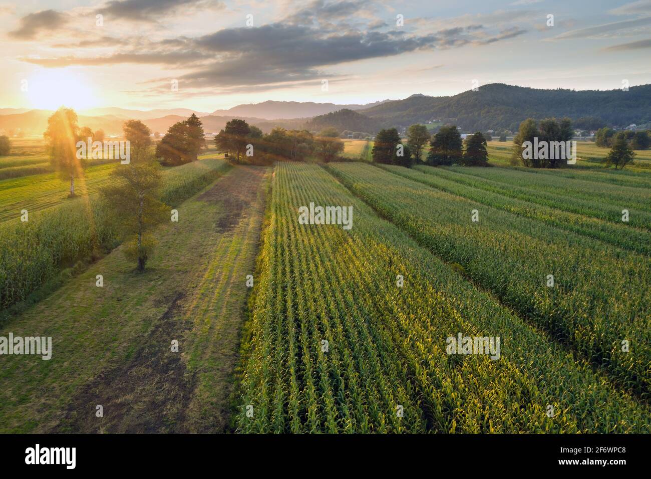 Sonnenuntergang Kornfeld Stockfotos Und Bilder Kaufen Alamy
