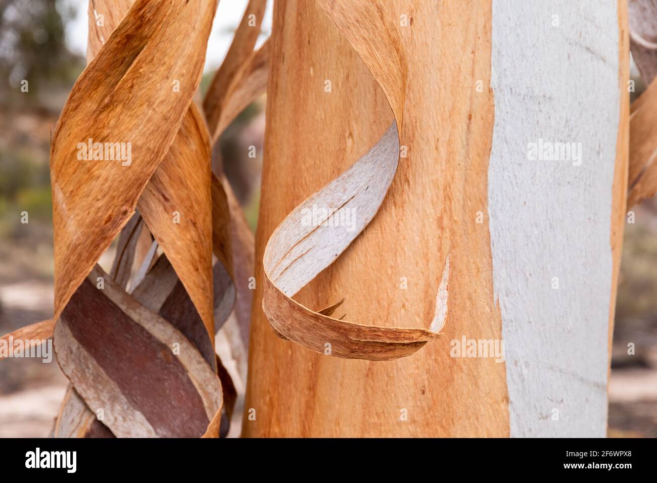 Eucalyptus sheathiana vergießende Rinde Goldfields Region WA Landschaftsausrichtung Stockfoto