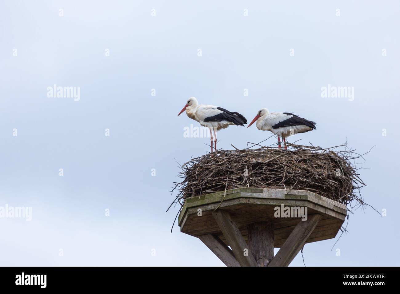 Zwei Störche auf seinem Nest im April 2021 in der Lahnaue zwischen Heuchelheim und Allendorf in der Nähe von Gießen in Hessen, Deutschland Stockfoto