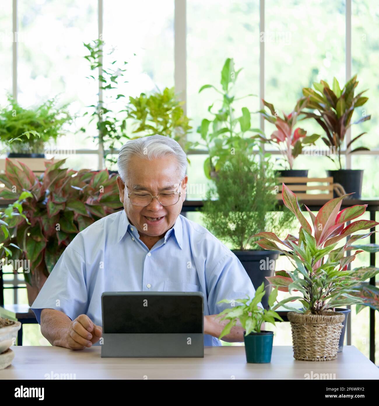 Ein alter Mann im Ruhestand nutzt die drahtlose Kommunikation über einen Tablet-Computer, um sich von einem Botaniker über die Gartenpflege in Innenräumen zu erkundigen. Die morgendliche Atmosphäre im gr Stockfoto