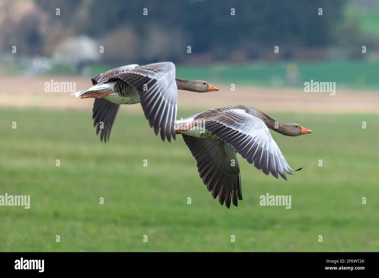 Graugans-Pärchen im Flug in der Lahnaue bei Heuchelheim, Hessen, Deutschland Stockfoto