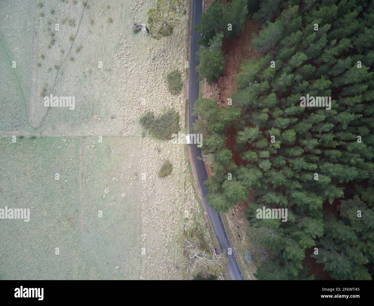 Luftlandfläche Australien mit Einzelwagen, Asphaltstraße und Pinienplantage in Victoria, Australien. Stockfoto