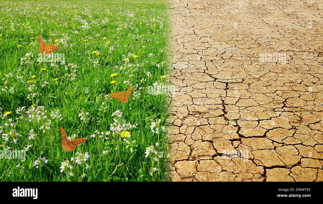 Trockene rissige Erde und Wiese mit grünem Gras. Konzept des Klimawandels oder der globalen Erwärmung. Stockfoto