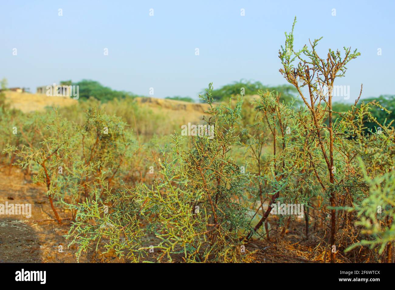 Vielfältige Wälder Stockfoto