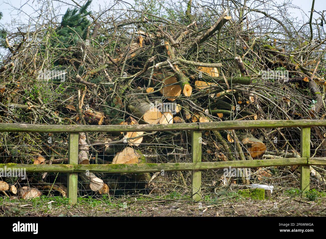 Aylesbury Valle, Großbritannien. April 2021. HS2 fällte heute auf der Road Barn Farm in Aylesbury Vale in der Nähe von Wendover weitere riesige Bäume, um vor der A413 eine Bentonitfabrik zu errichten. Einheimische und Umweltschützer sind wütend über die Entwertung, die HS2 für die Chilterns verursacht, die eine AONB ist. Die Hochgeschwindigkeitsbahn 2 von London nach Birmingham hat enorme negative Auswirkungen auf die Tierwelt und die Umwelt, wobei HS2 nur sehr wenig Maßnahmen zur 'Minderung' ergreift. Quelle: Maureen McLean/Alamy Stockfoto