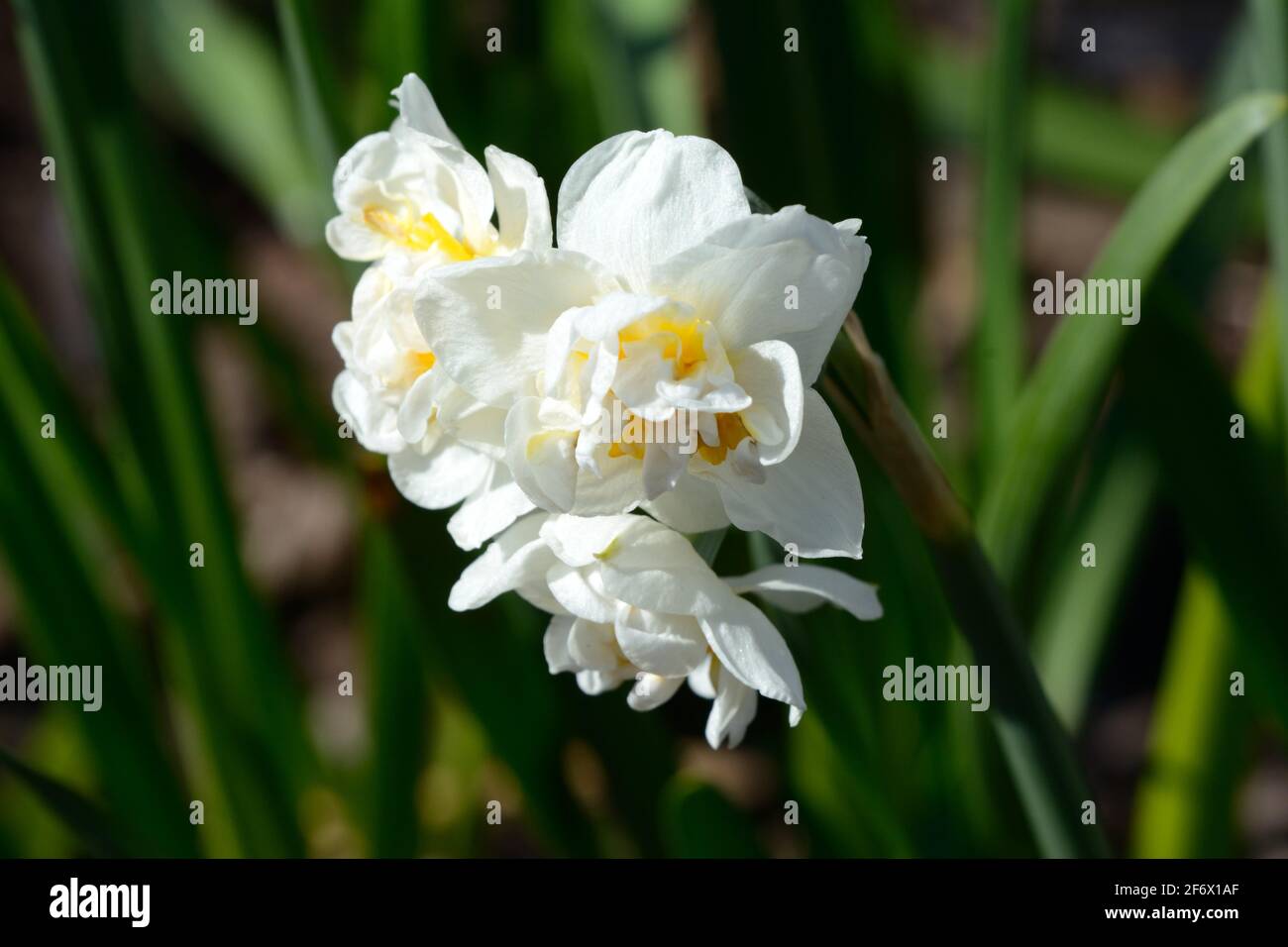 Narcissus Brautkrone Narzissen Brautkrone lang anhaltende doppelte Narzissen Stockfoto