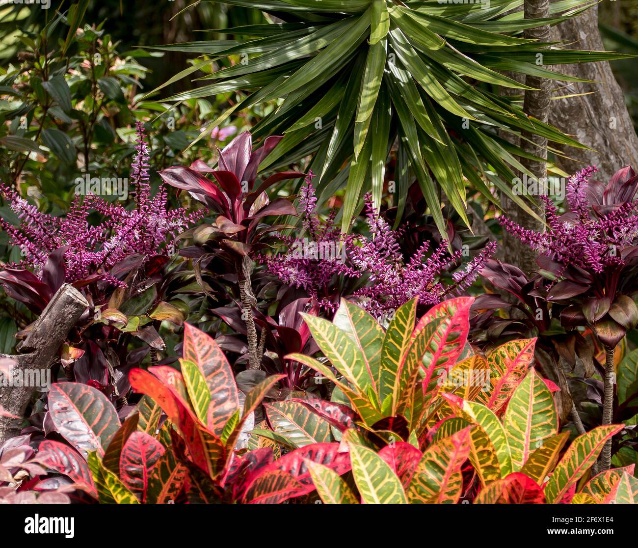 Laubpflanzen in Regenbogenfarben im privaten australischen Garten. Croton (codiaeum variegatum), Cordyline fruticosa Firestorm, Dracaena marginata, Stockfoto