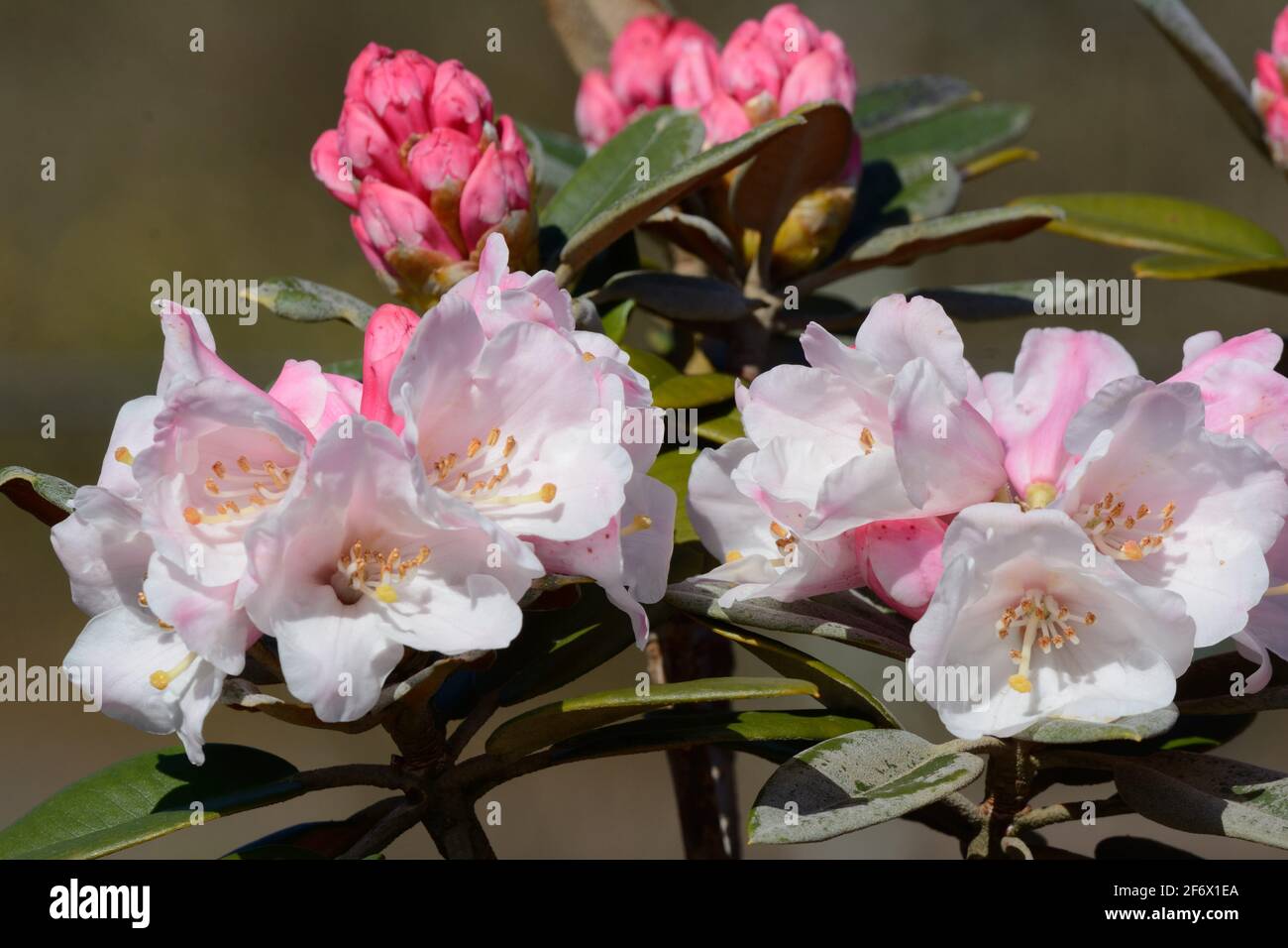 Blüten von Rhododendron pachsanyhum Crosswater Stockfoto