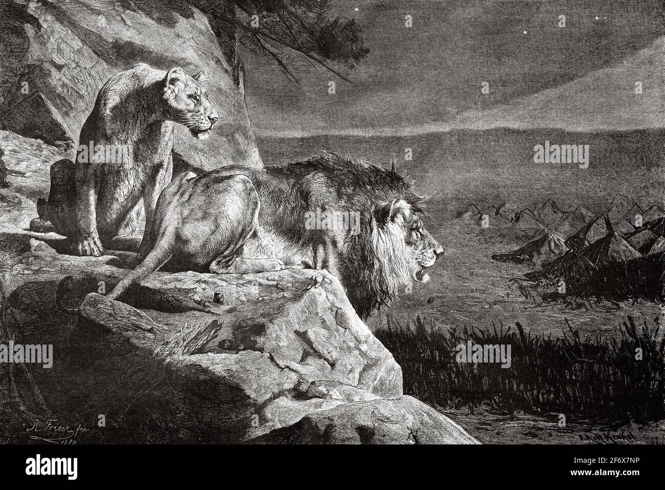 Löwe und Löwin, die eine Beute jagen, Afrika. Alte Illustration aus dem 19. Jahrhundert von El Mundo Ilustrado 1879 Stockfoto