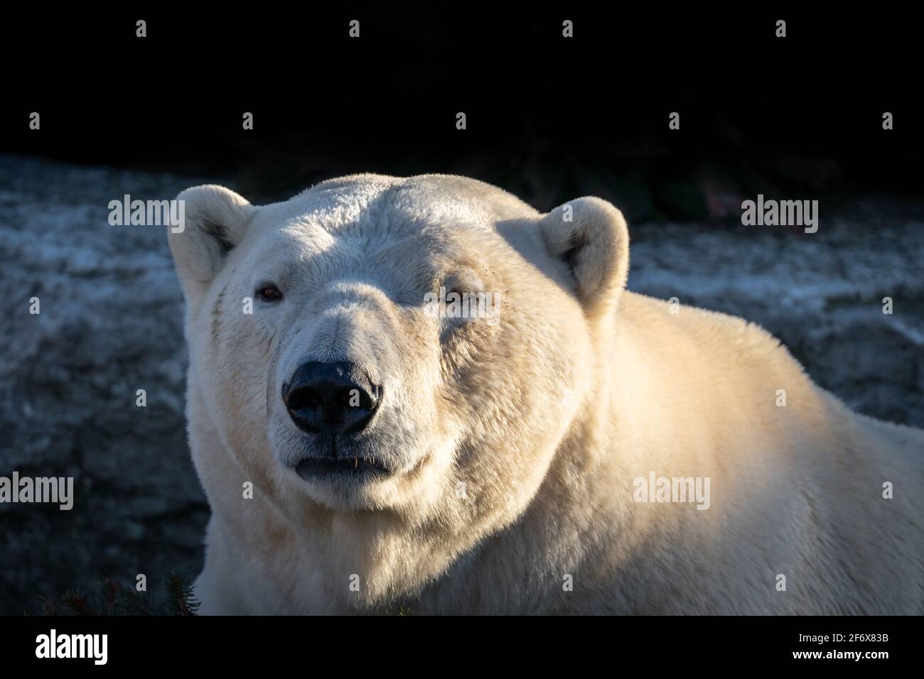 Eisbär Stockfoto