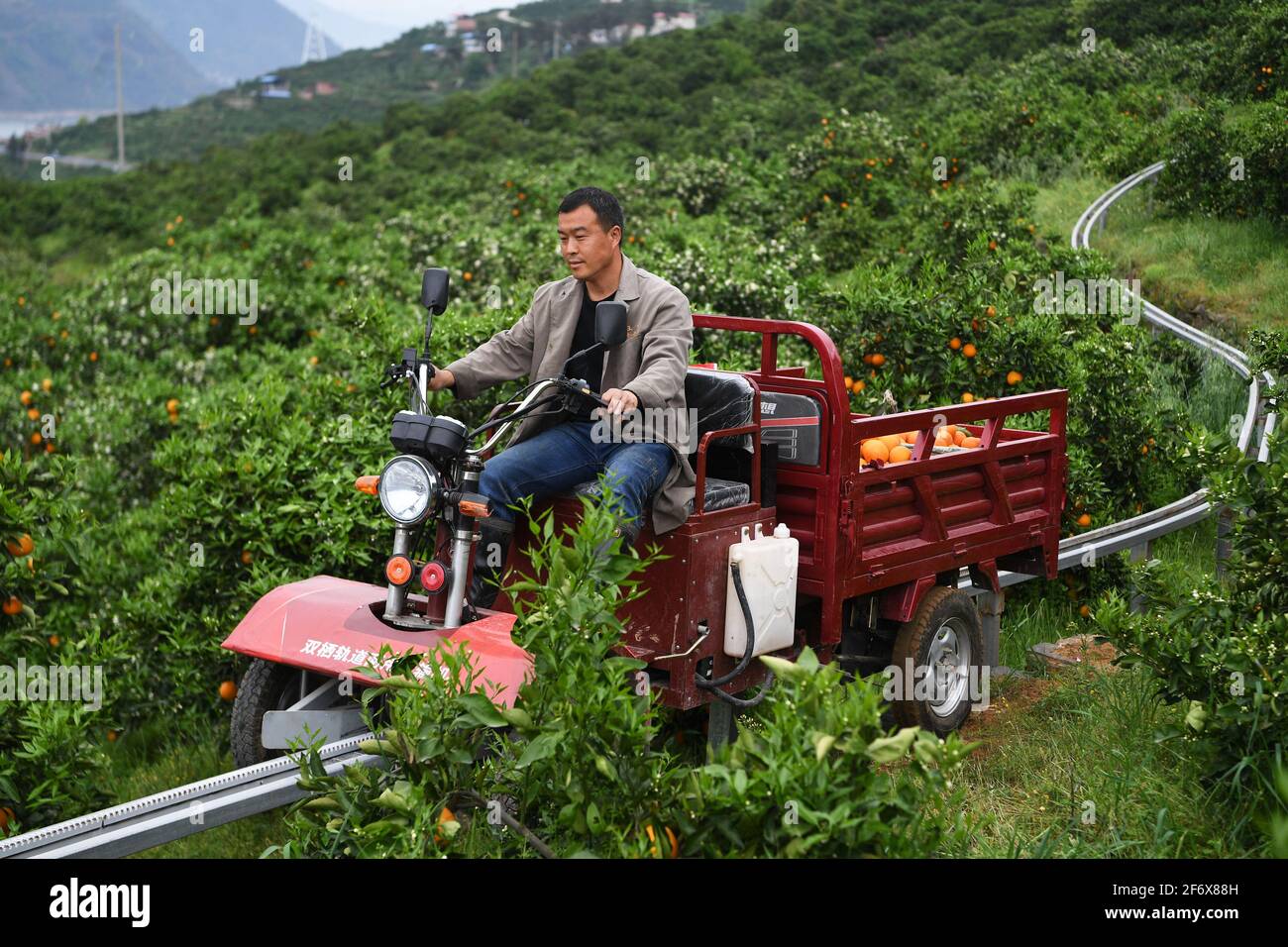 (210403) -- CHONGQING, 3. April 2021 (Xinhua) -- EIN Dorfbewohner fährt einen vierrädrigen Lastwagen mit geernteten Orangen auf einer Strecke, die im Zickzack entlang des Geländes des Hügels in einem Obstgarten im Dorf Santuo im Bezirk Fengjie, Chongqing im Südwesten Chinas, 31. März 2021. Dank des einzigartigen Klimas und der geografischen Umgebung ist Fengjie für hochwertige Nabelorangen bekannt. Der Transport der Orangen war jedoch immer ein großes Problem, da die Grafschaft in den Hügeln versteckt liegt. Um das Problem zu lösen, Zhang Runfu, ein Unternehmer, der seit über 20 Jahren in der Provinz Guangdong gearbeitet hatte Stockfoto