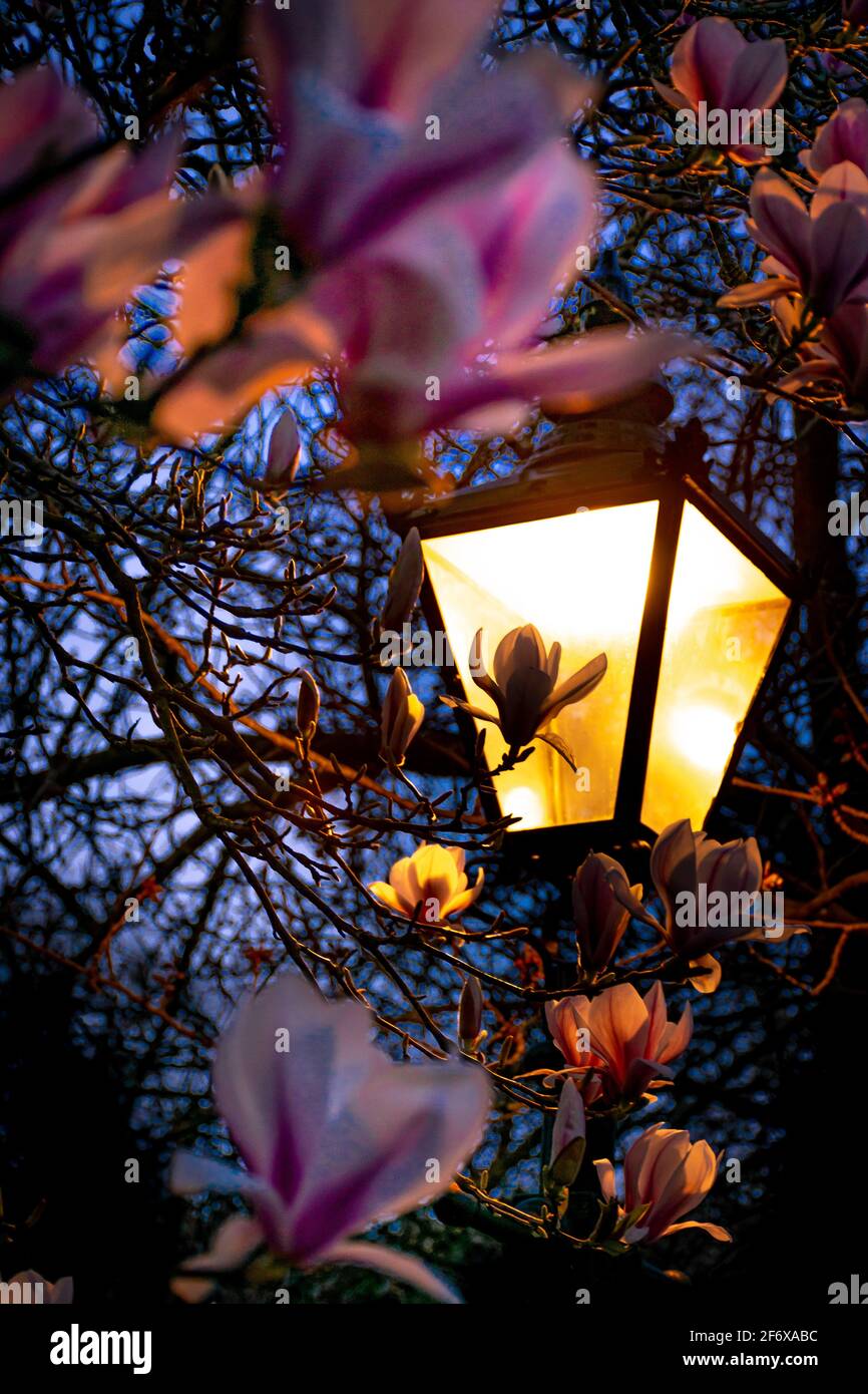 Orangefarbene Straßenlaterne um rosa Magnolienblüten während des dunklen Abends. Konzentrieren Sie sich auf die Straßenlaterne Stockfoto