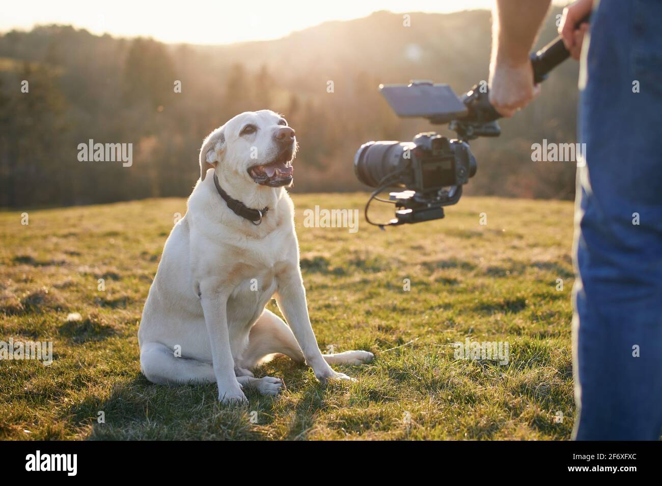 Netter Hund (labrador Retriever), der beim Sonnenuntergang auf der Wiese gedreht hat. Videofilmer mit Gimbal und Kamera. Stockfoto