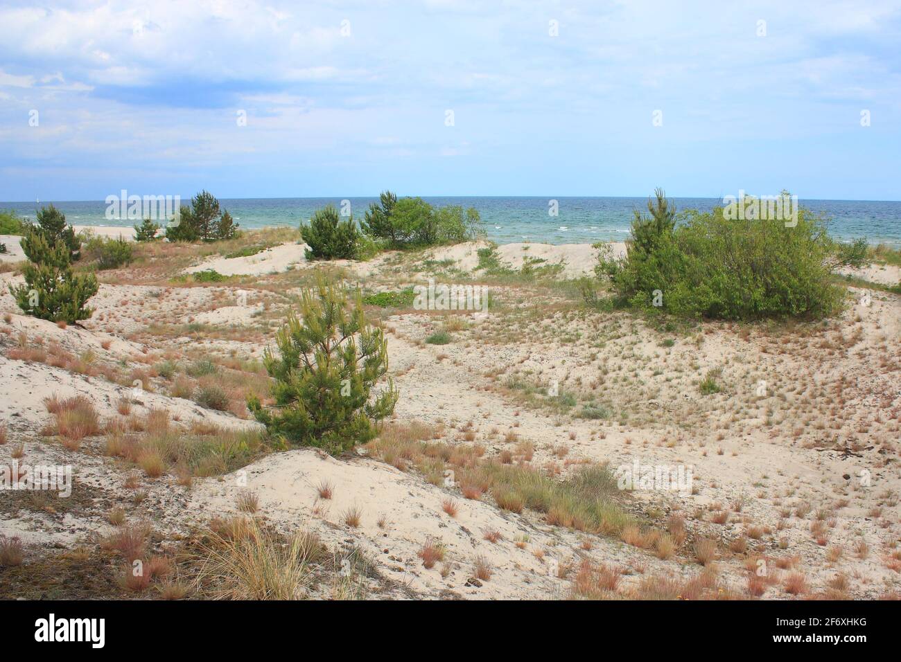 Blick auf die Ostsee und den Strand mit Busch auf der Halbinsel Hel, Polen Stockfoto