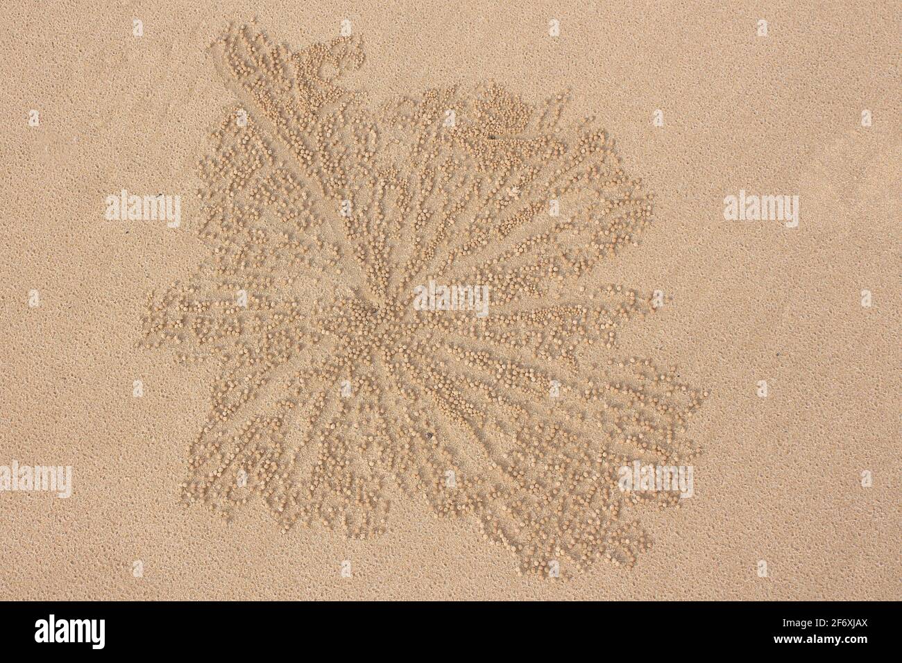 Das Detail eines Krabbenausschaufens mit symmetrischen kleinen Sandbällen am Sandstrand Stockfoto