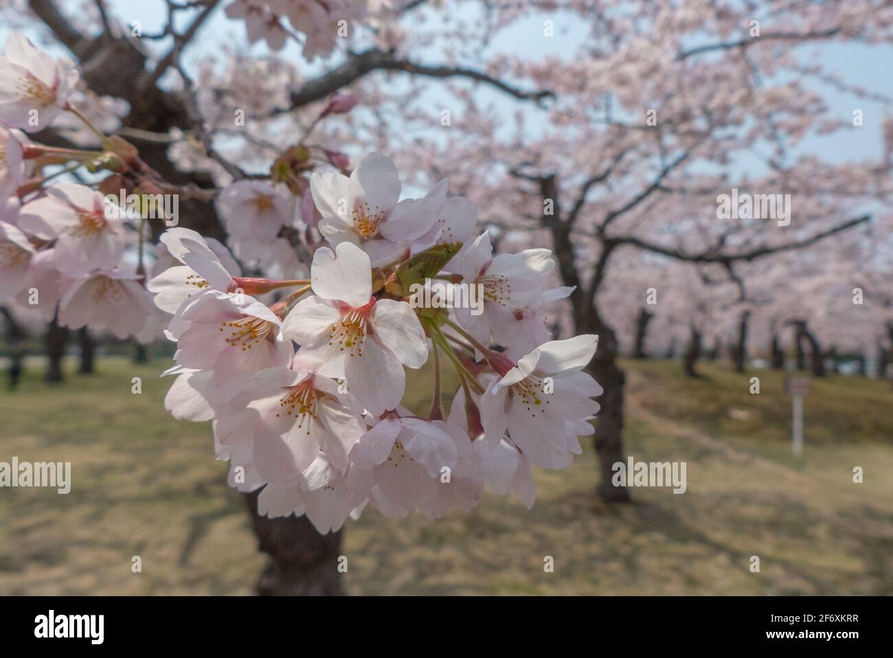 Nahaufnahme der Kirschblüte mit Kirschblütenhintergrund Stockfoto