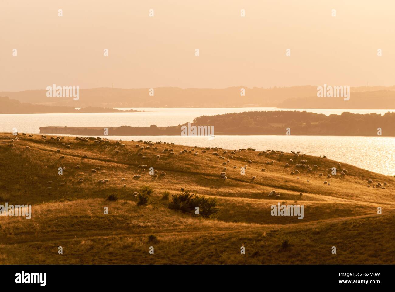 Die sanften Zicker-Hügel auf der Mönchgut-Halbinsel bei Sonnenuntergang sind voller Schafe. Stockfoto