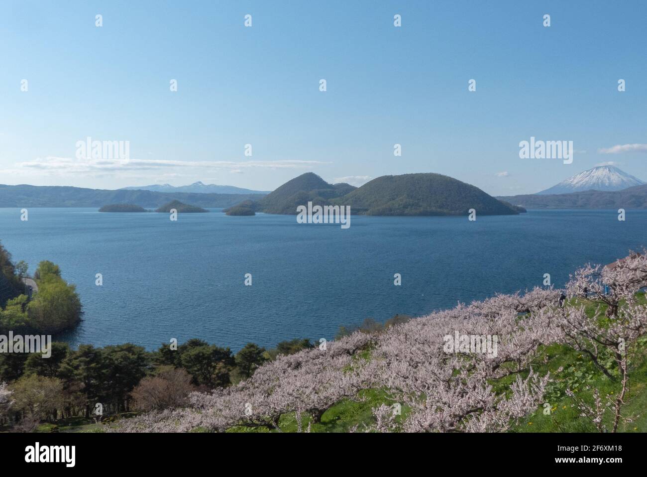 Kirschblütenwald mit Blick auf den See Toya Stockfoto