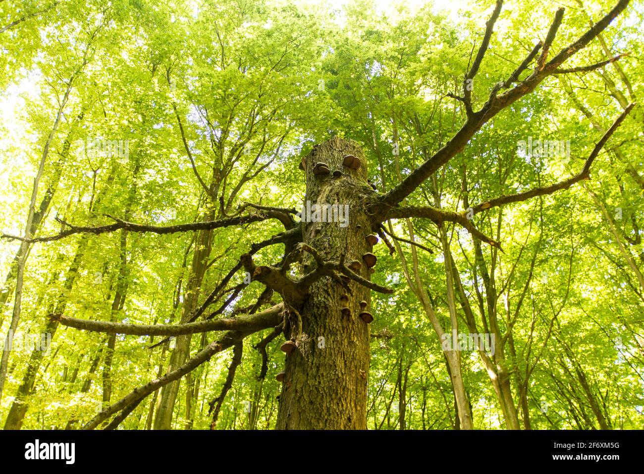 Ein alter toter Baum im Naturschutzgebiet Jasmund auf der Insel Rügen, deutsche Ostsee Stockfoto