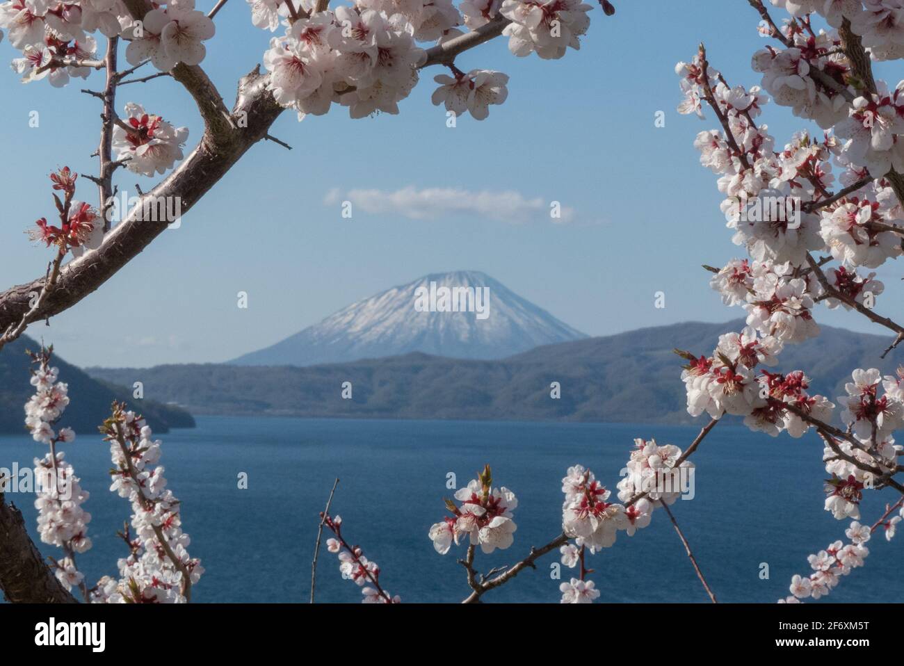 Kirschblüte umrahmt den Berg Yotei Stockfoto
