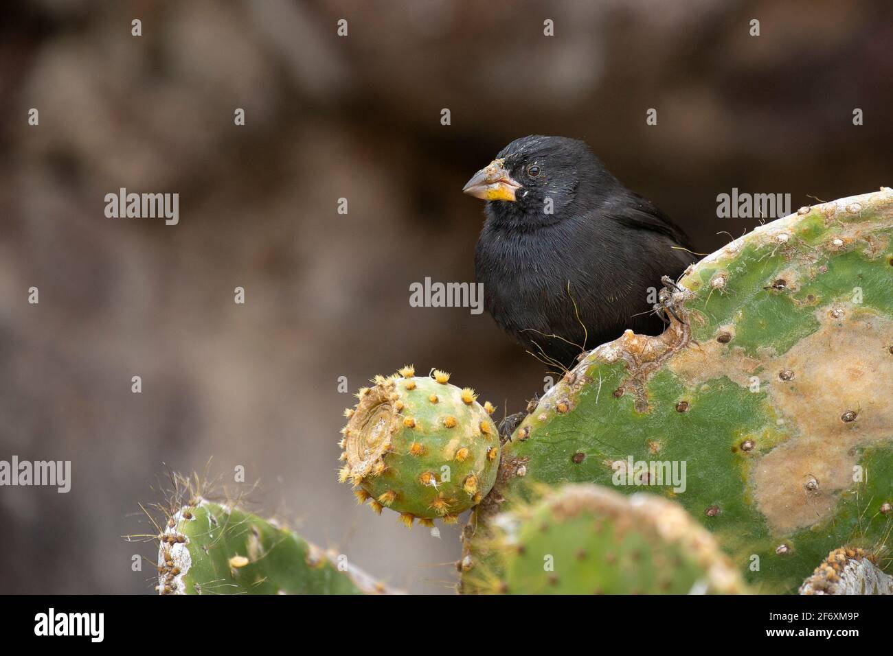 Kaktus Finch (Geospiza scandens) Männchen auf Kaktus Stockfoto